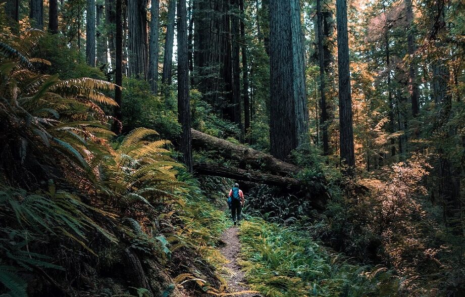 A hiker on a forest trail with ferns
