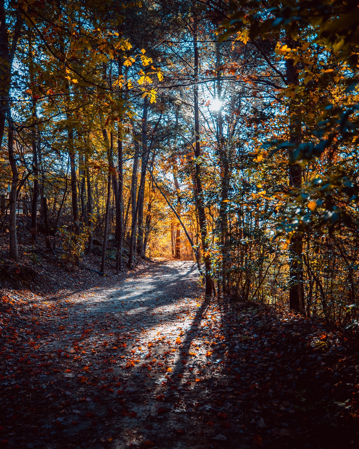 A forest trail in fall with the sun filtering through the trees