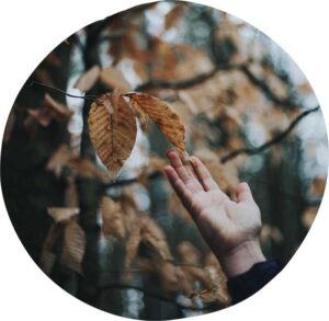 An outstretched hand reaching up to touch some fall leaves on a tree