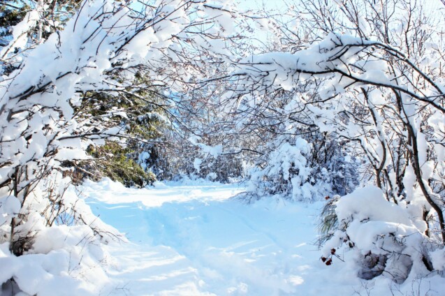 A snowy trail through trees